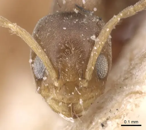 Forelius heyeri - CASENT0911547