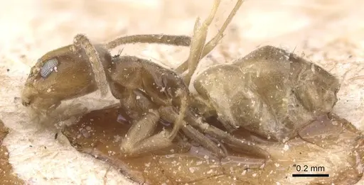 Forelius heyeri - CASENT0911547