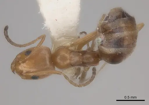 Forelius keiferi specimen