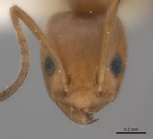 Forelius keiferi specimen