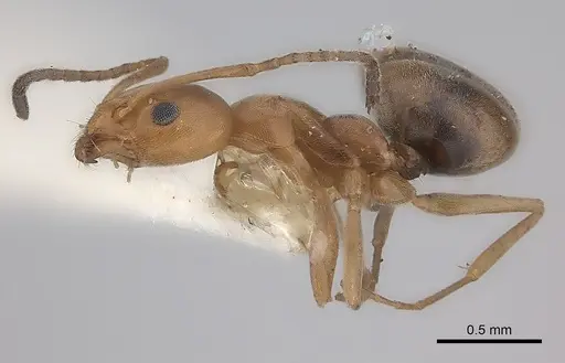 Forelius keiferi specimen