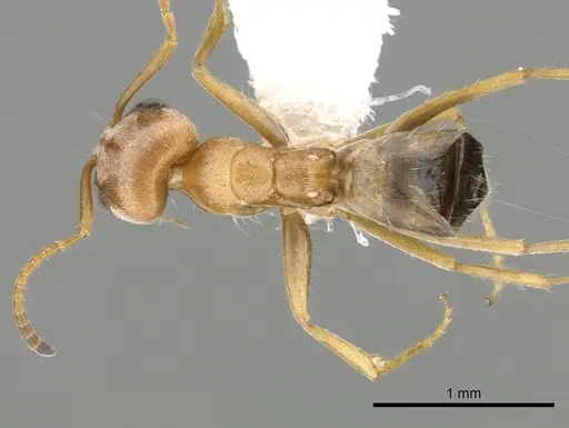 Forelius macrops specimen