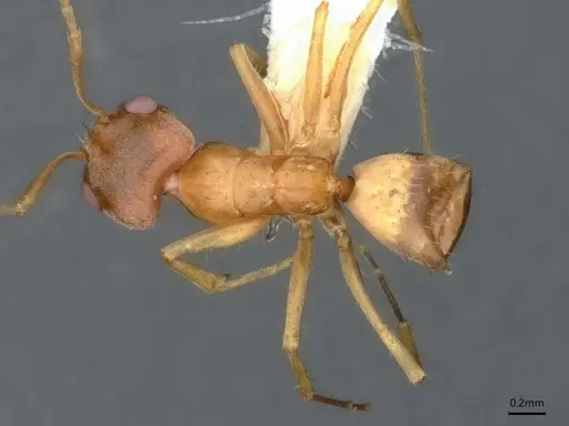 Forelius macrops - CASENT0841239