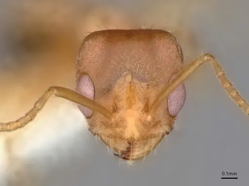 Forelius macrops - CASENT0841239