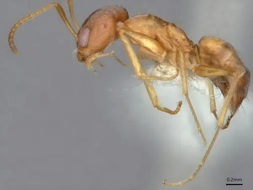 Forelius macrops - CASENT0841239