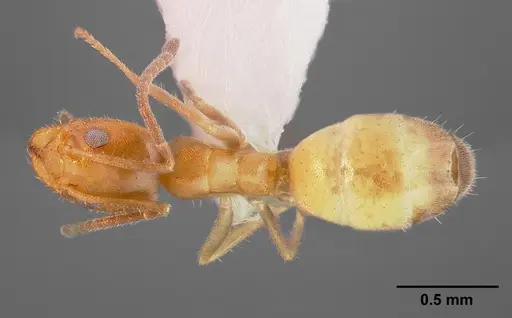 Forelius mccooki specimen