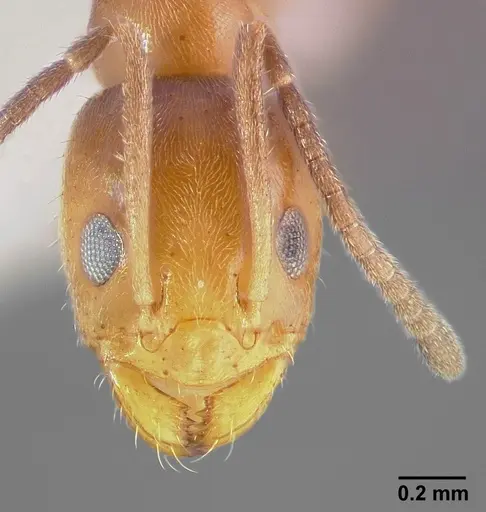 Forelius mccooki specimen