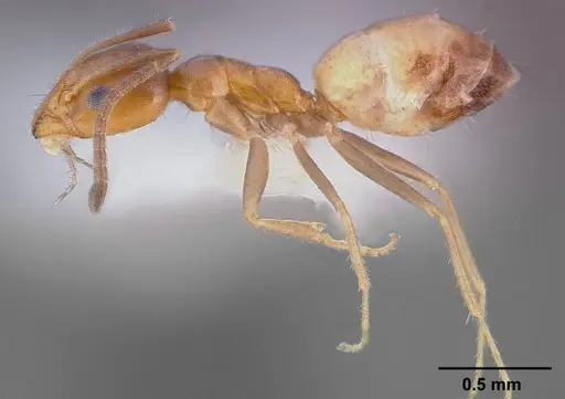 Forelius mccooki specimen