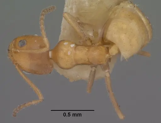 Forelius mccooki - CASENT0102754