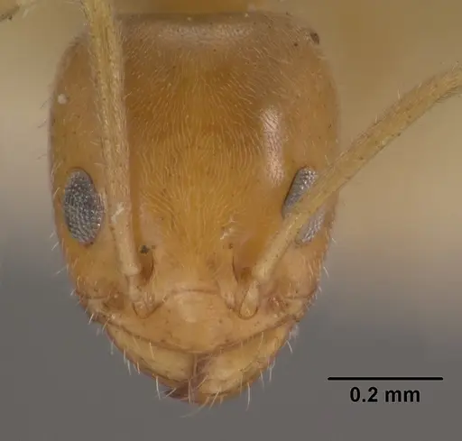 Forelius mccooki - CASENT0102754