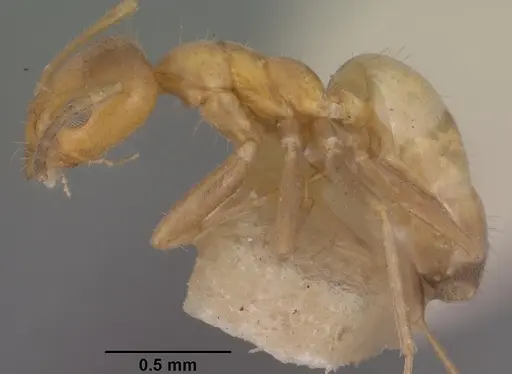 Forelius mccooki - CASENT0102754