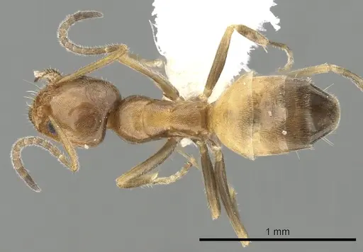 Forelius mccooki - CASENT0249692