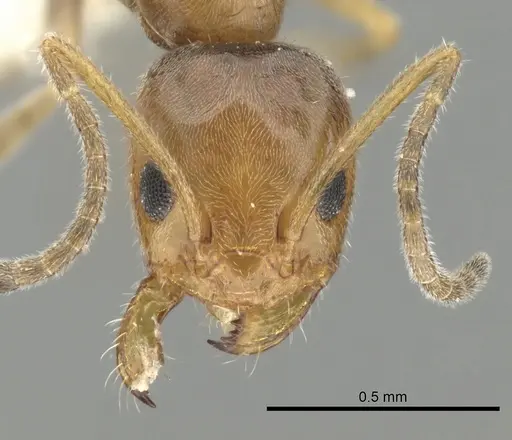 Forelius mccooki - CASENT0249692