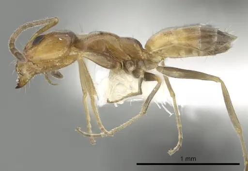 Forelius mccooki - CASENT0249692