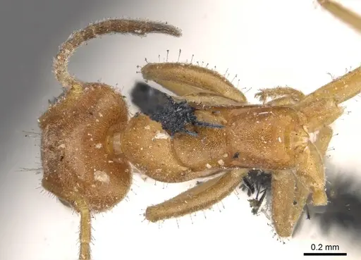 Forelius mccooki - CASENT0909716