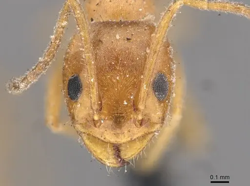 Forelius mccooki - CASENT0909716