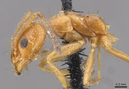 Forelius mccooki - CASENT0909716