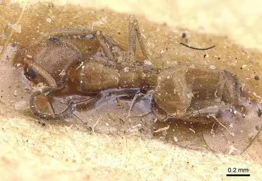 Forelius mccooki - CASENT0909717