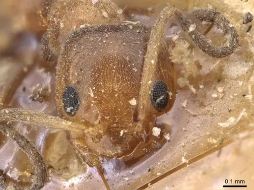 Forelius mccooki - CASENT0909717