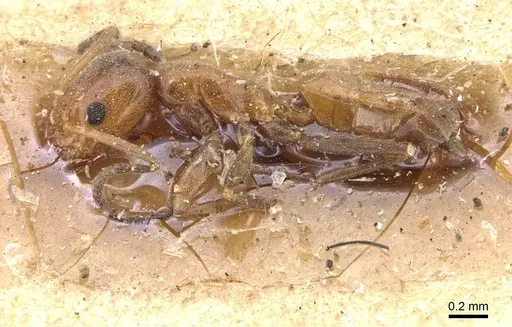 Forelius mccooki - CASENT0909717