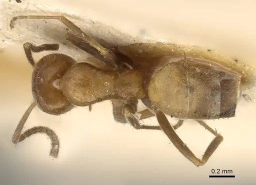 Forelius mccooki - CASENT0922449