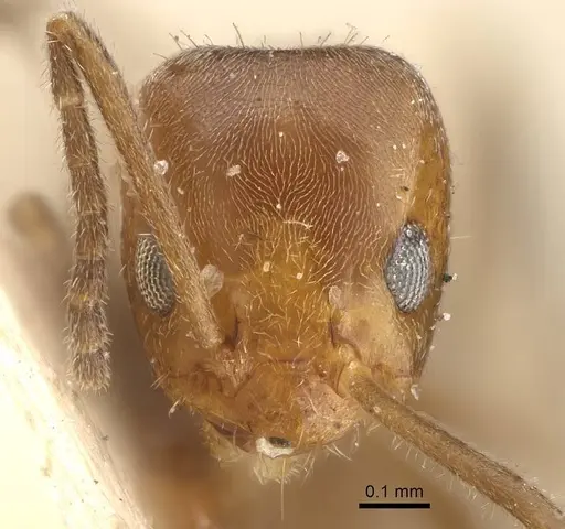 Forelius mccooki - CASENT0922449