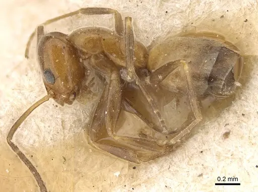 Forelius mccooki - CASENT0922449