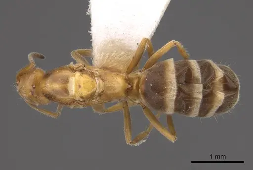 Forelius mccooki - CASENT0923071