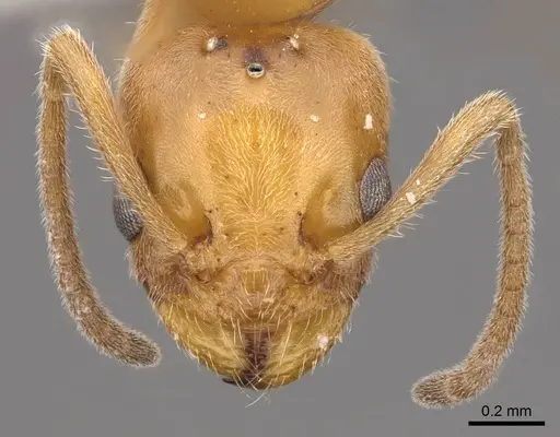 Forelius mccooki - CASENT0923071