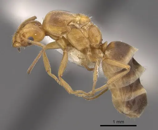 Forelius mccooki - CASENT0923071