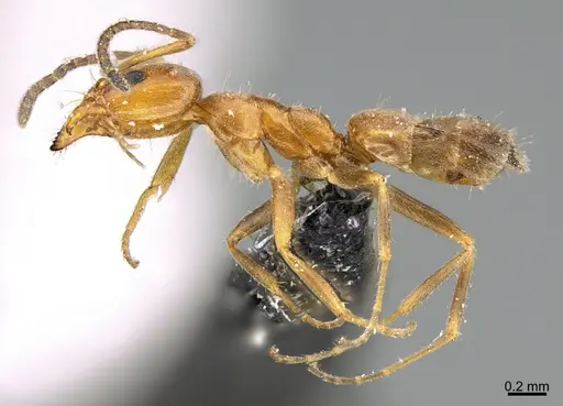 Forelius mccooki - CASENT0923587