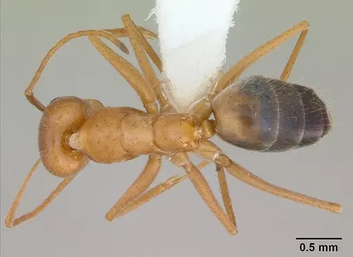 Forelius nigriventris specimen