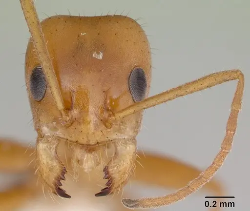 Forelius nigriventris specimen