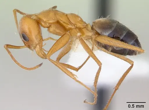 Forelius nigriventris specimen