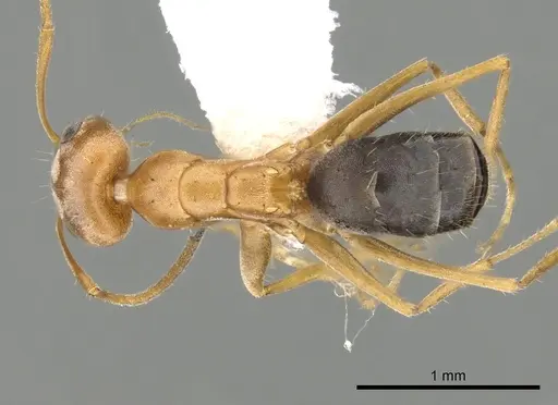 Forelius nigriventris - CASENT0249694