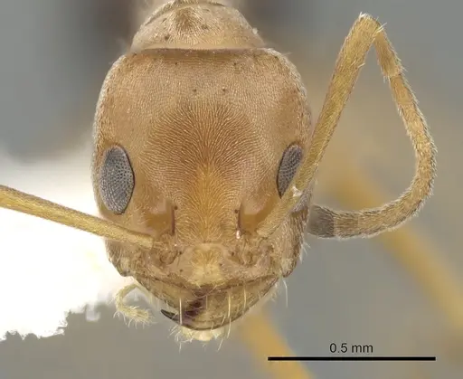 Forelius nigriventris - CASENT0249694