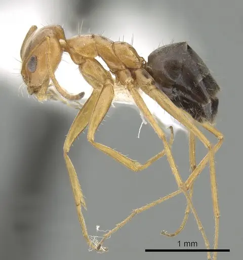 Forelius nigriventris - CASENT0249694