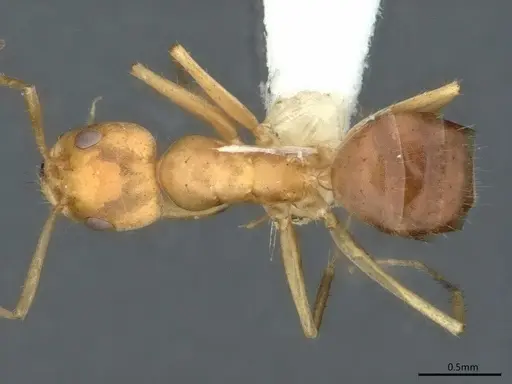 Forelius nigriventris - CASENT0841238