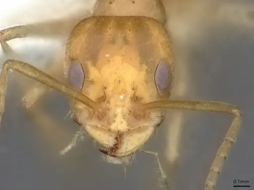 Forelius nigriventris - CASENT0841238