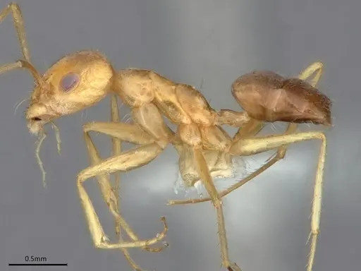 Forelius nigriventris - CASENT0841238