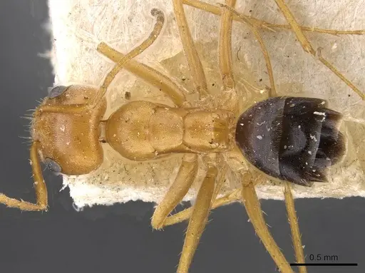 Forelius nigriventris - CASENT0909722