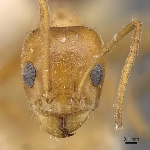 Forelius nigriventris - CASENT0909722