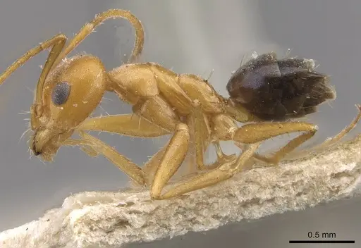 Forelius nigriventris - CASENT0909722