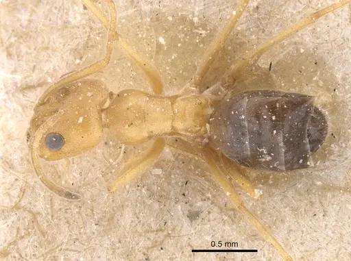 Forelius nigriventris - CASENT0911553