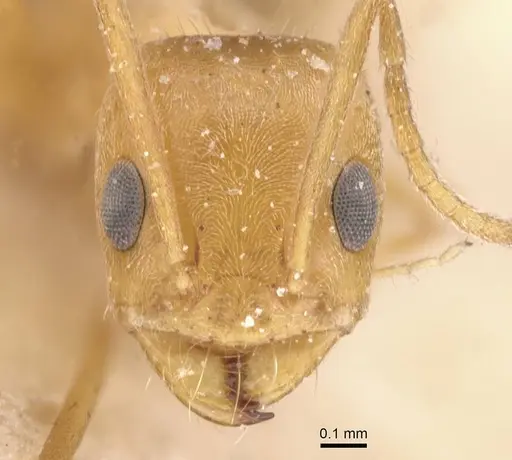 Forelius nigriventris - CASENT0911553