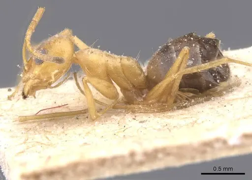 Forelius nigriventris - CASENT0911553