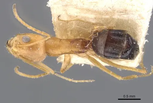 Forelius nigriventris - CASENT0911554