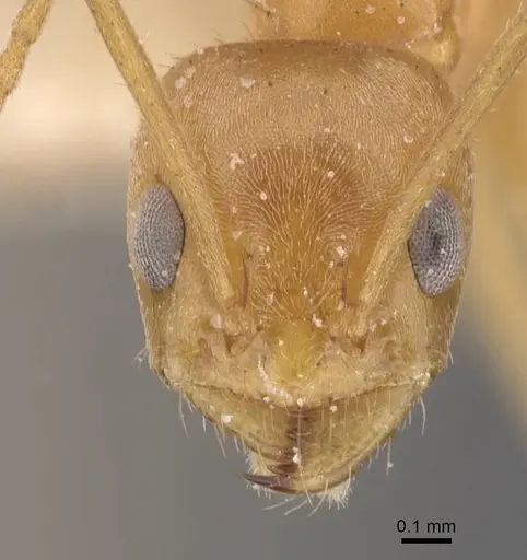 Forelius nigriventris - CASENT0911554