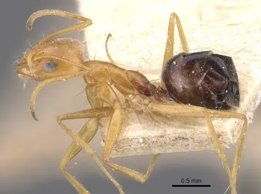 Forelius nigriventris - CASENT0911554