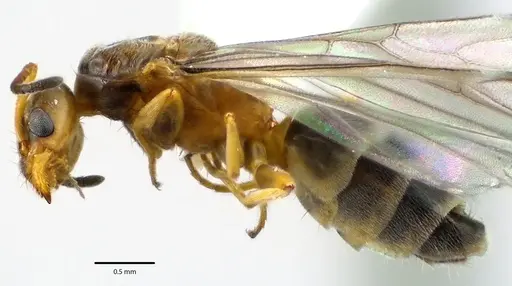 Forelius pruinosus specimen